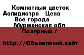 Комнатный цветок Аспидистра › Цена ­ 150 - Все города  »    . Мурманская обл.,Полярный г.